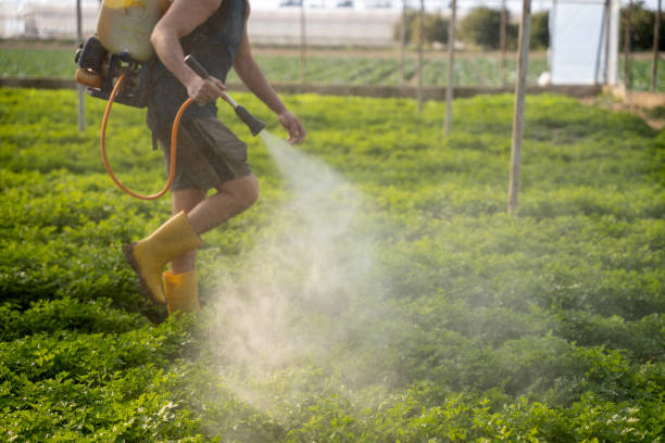 Best Wasp Removal Services  in New Middletown, OH